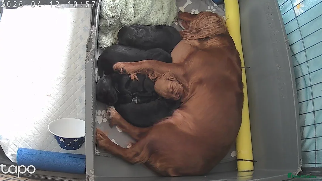 Cocker Spaniel dogs for sale: KC Registered Working Cocker Spaniels  - Advert 1