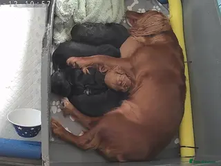 Cocker Spaniel dogs KC Registered Working Cocker Spaniels - Advert 1