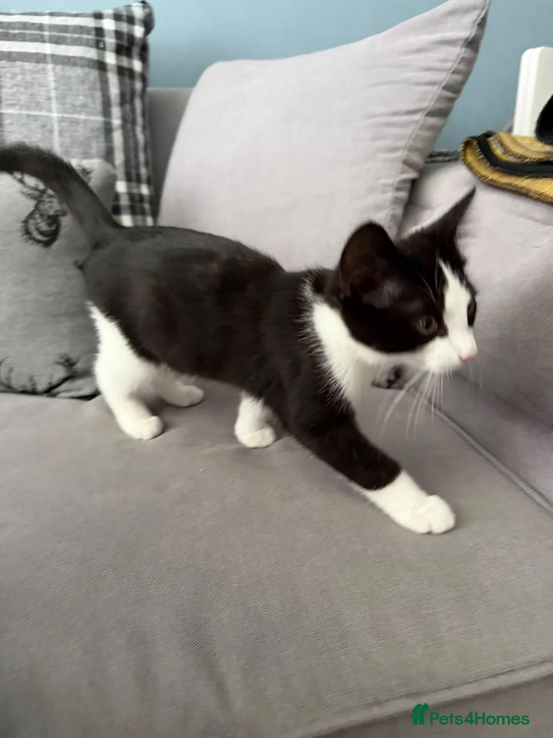 British Shorthair cats for sale: Male black and white 10 week kitten  in Hayes - Advert 2