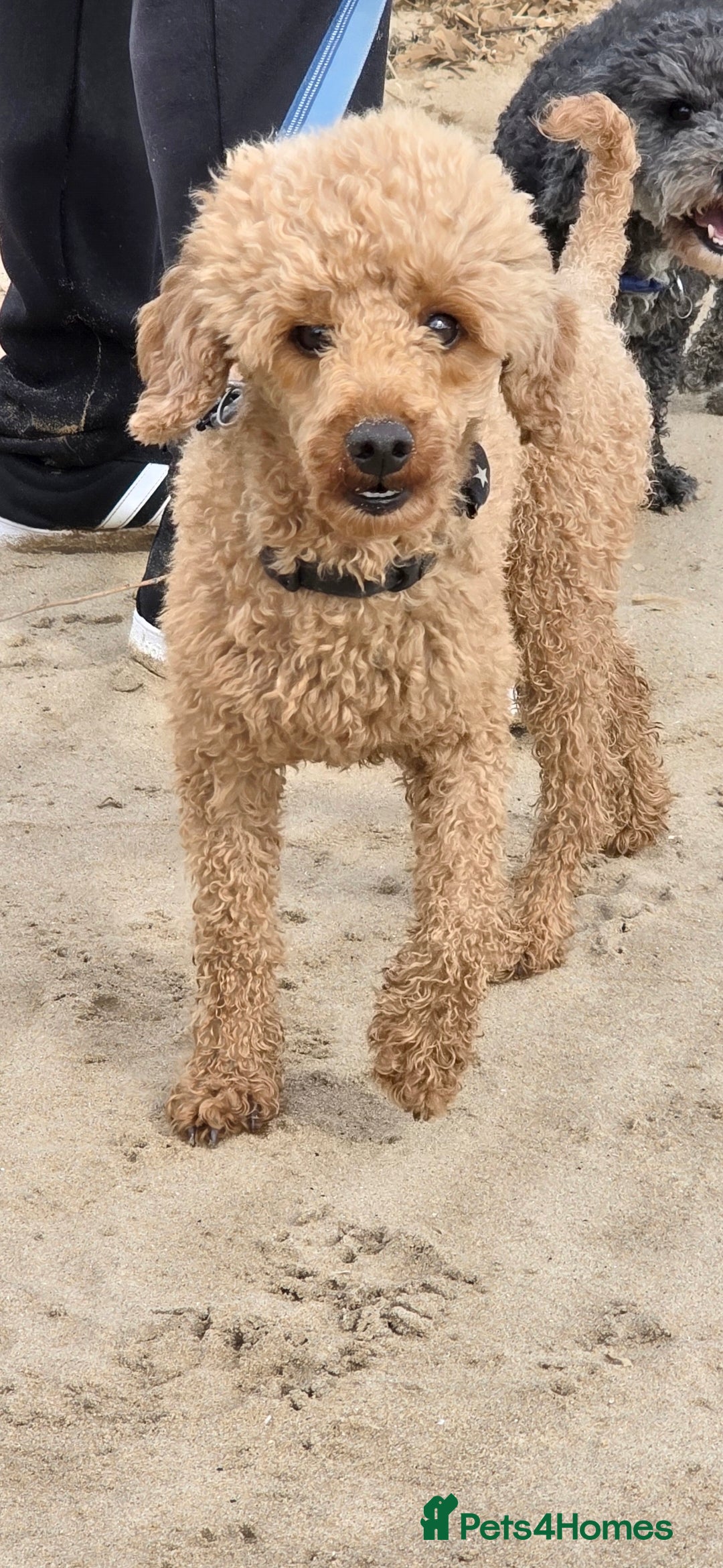 Toy Poodle dogs for stud: For stud toy poodle £125 - Image 5