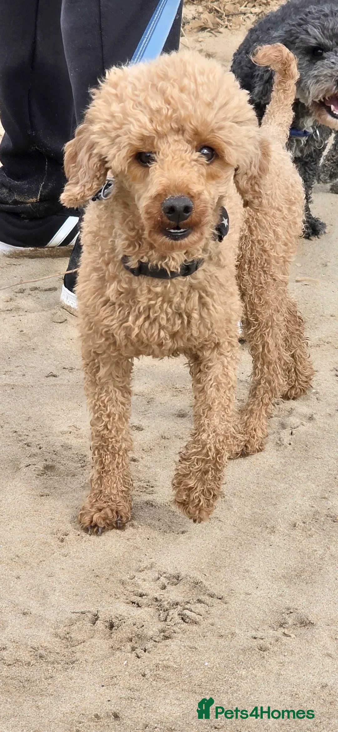 Toy Poodle dogs for stud: For stud toy poodle £125 - Advert 5