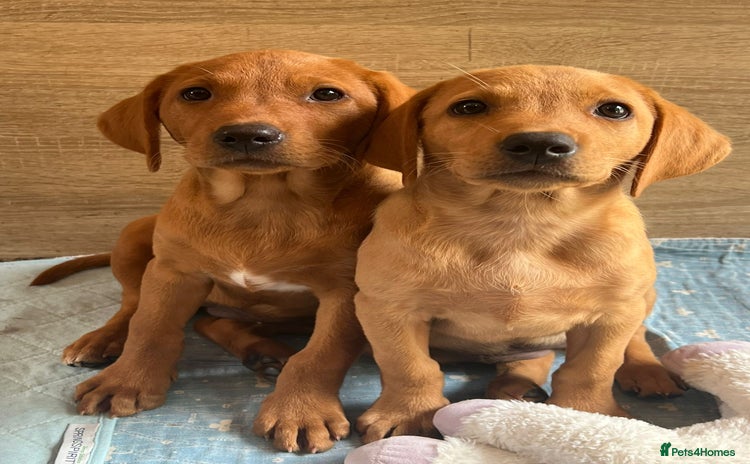 Labrador Retriever dogs - Advert 9