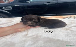 Cocker Spaniel dogs for sale: cocker spaniel puppies - Image 10