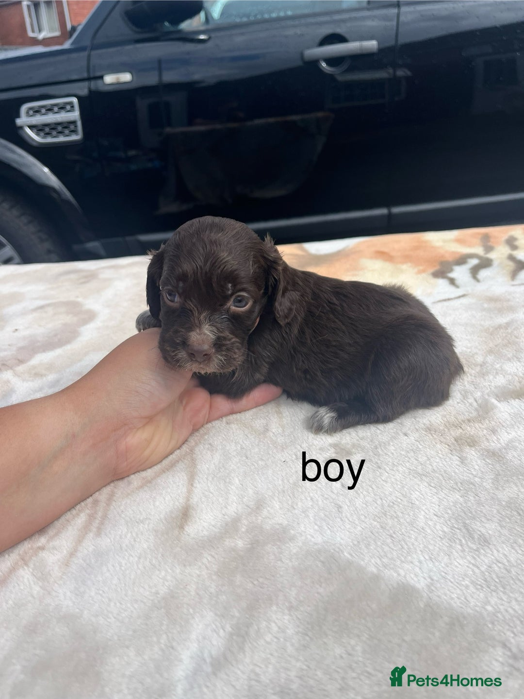 Cocker Spaniel dogs for sale: cocker spaniel puppies - Image 10