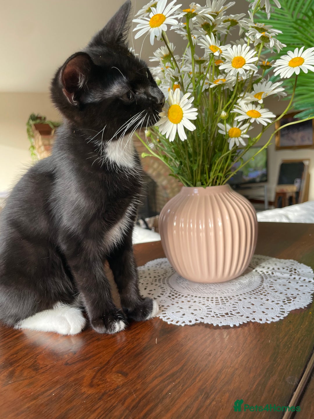 Mixed Breed cats for sale: 😻🐱Meet our adorable Little Princess - Image 5