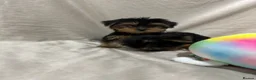Yorkshire Terrier dogs for sale: Yorkshire terrier puppy  - Advert 7