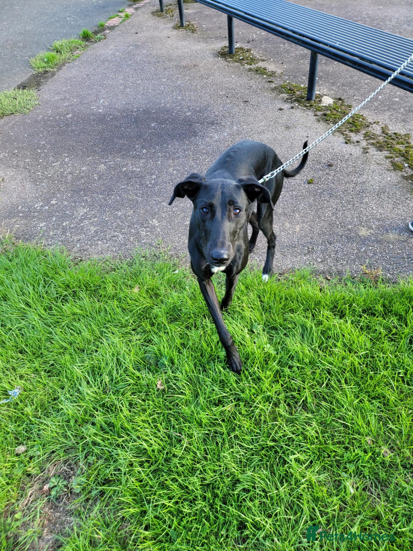 Mixed Breed dogs Saluki greyhound  - Advert 1