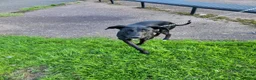 Mixed Breed dogs for sale: Saluki greyhound  - Advert 1