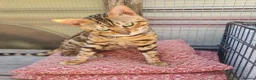 Bengal cats for sale: Super Affectionate & Playful.  Breed Quality  - Advert 2