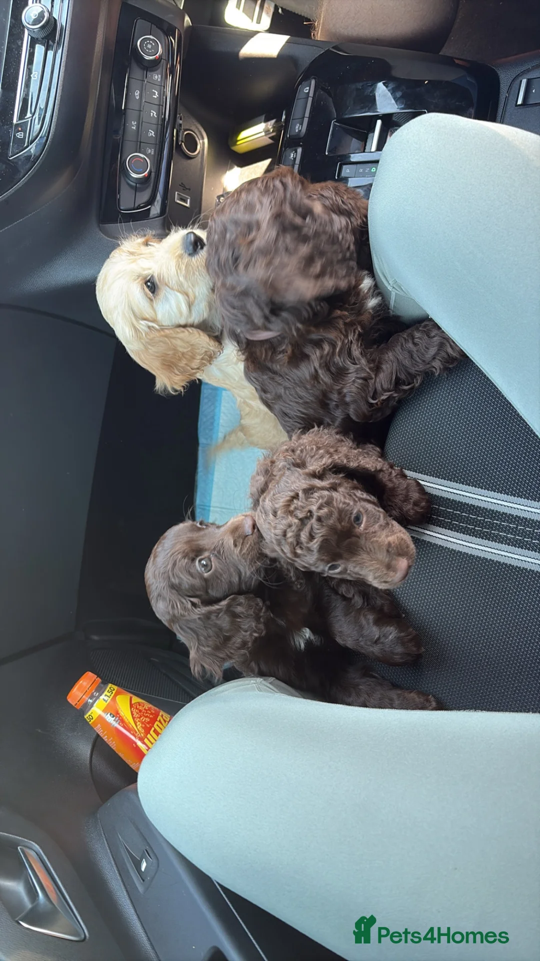 Cockapoo dogs for sale: Cockapoo puppies😍 in Wednesbury - Advert 6