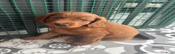 Cockapoo dogs for sale: *Last gorgeous red girl cockapoo* - Advert 3
