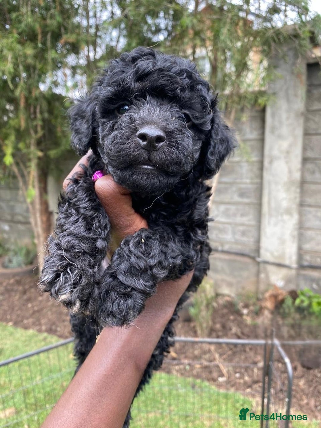 Miniature Poodle dogs for sale: 💌 To Loving Homes Only: - Image 6
