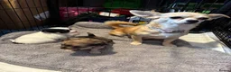 Chihuahua dogs for sale: Stunning chihuahua pups available boy&girl  - Advert 18