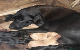 Labrador Retriever dogs for sale: Fox Red/ black Labrador puppies  - Image 10