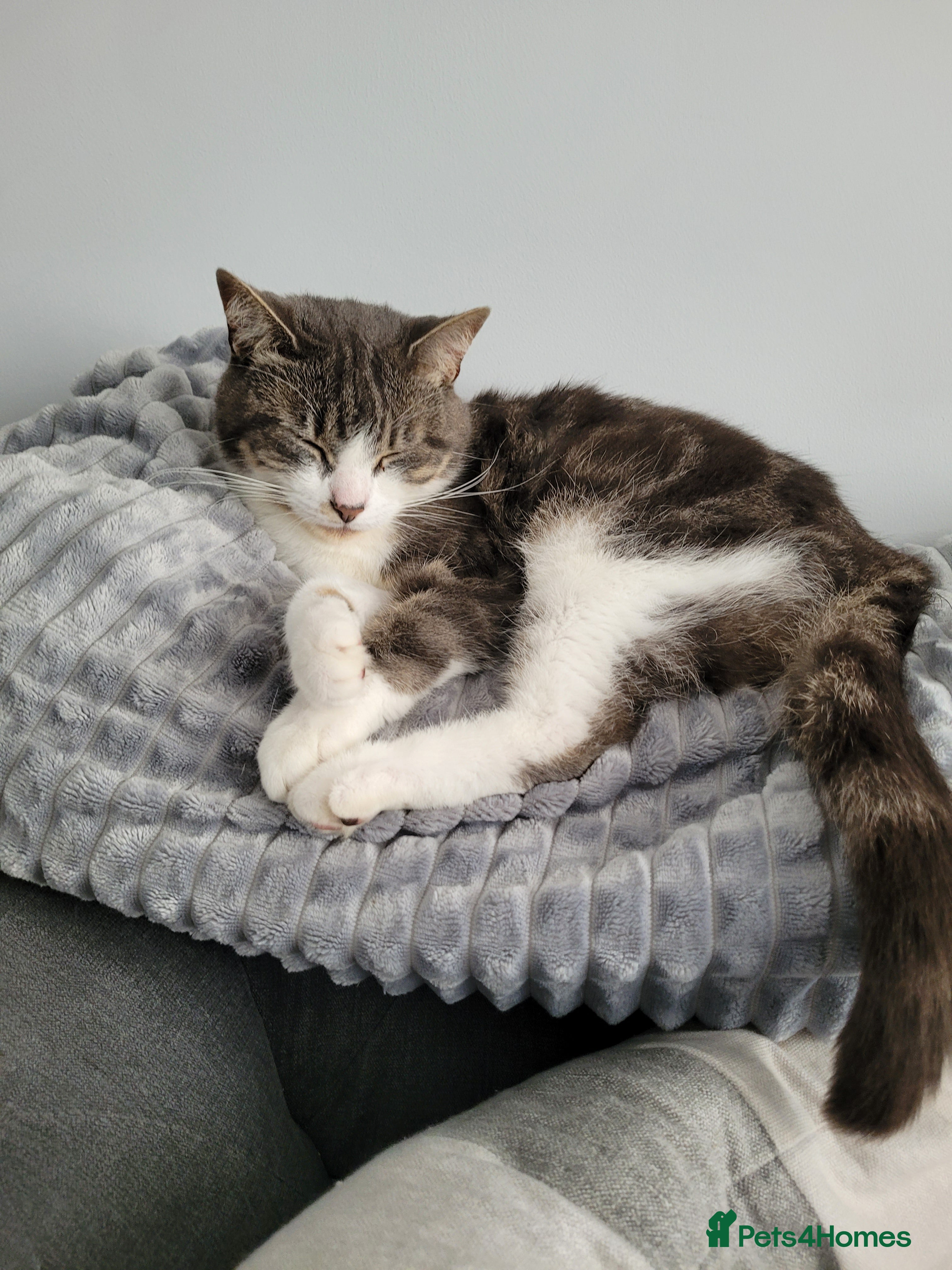 Mixed Breed cats Duchess for rehoming - Advert 3