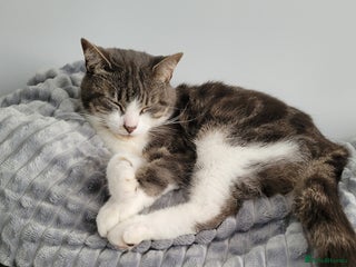 Mixed Breed cats Duchess for rehoming - Advert 3