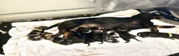 Dachshund dogs for sale: 6 Dachshund beautiful puppies for sale - Advert 31