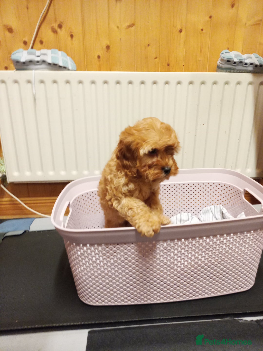 Cavapoo dogs for sale: Cavapoo  - Advert 3