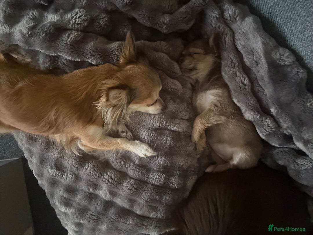 Chihuahua dogs for sale: chihuahua 8 week old female  - Advert 1