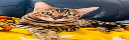 Oriental cats for sale: Oriental x Bengal kittens (Serengeti) in Chelmsford - Advert 16