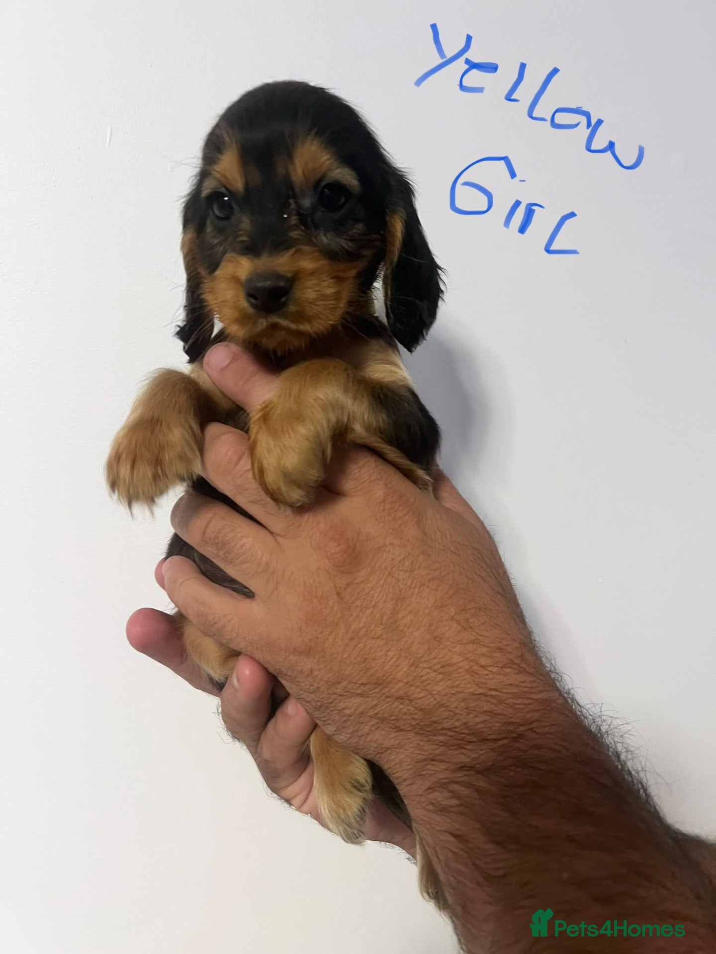 Cocker Spaniel dogs Readynow🐶Stunning Show type cocker spaniels - Advert 2