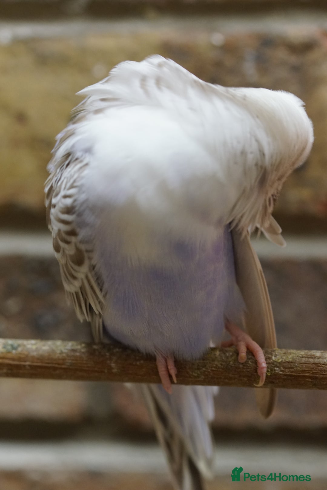 Budgerigars birds for sale: Budgies  - Advert 7