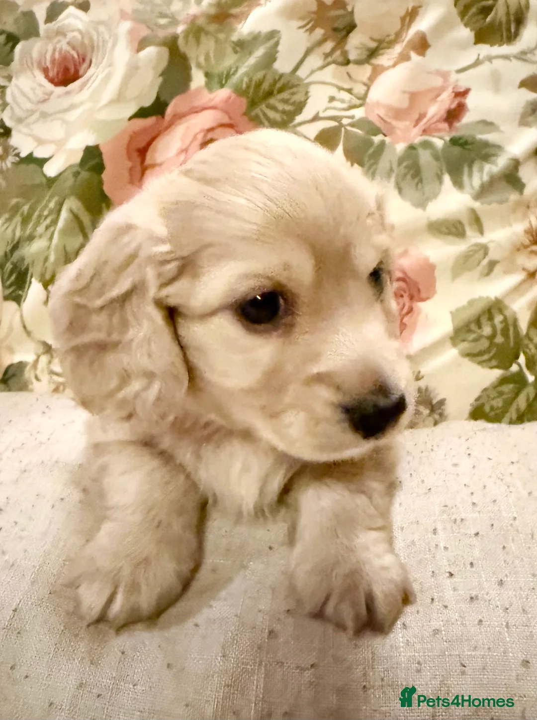 Miniature Dachshund dogs for sale: All reserved please contact me for further litters - Advert 2