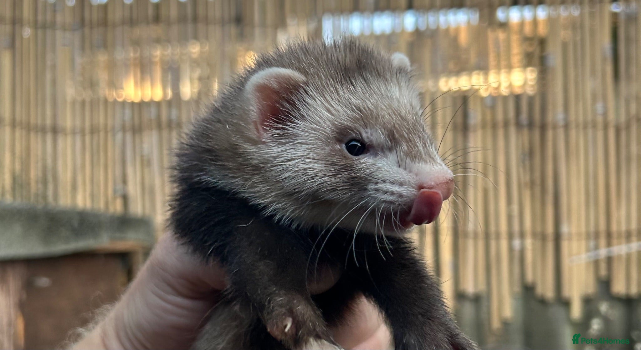 Ferret rodents Working strain hob ferrets  - Advert 2
