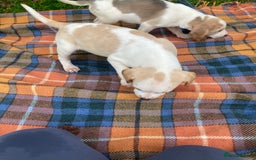 Beagle dogs for sale: Pure bred beagle puppies  - Image 5