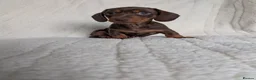 Miniature Dachshund dogs for sale: 🐾KC Registered Top Quality Chocolate & Tan boys - Advert 3