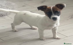 Jack Russell dogs for sale: Jack russel girl - Image 1