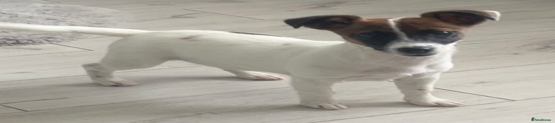 Jack Russell 