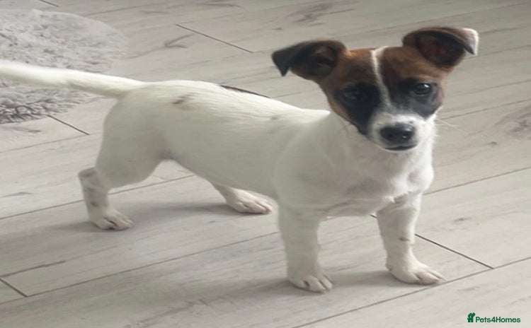 Jack Russell dogs - Advert 1