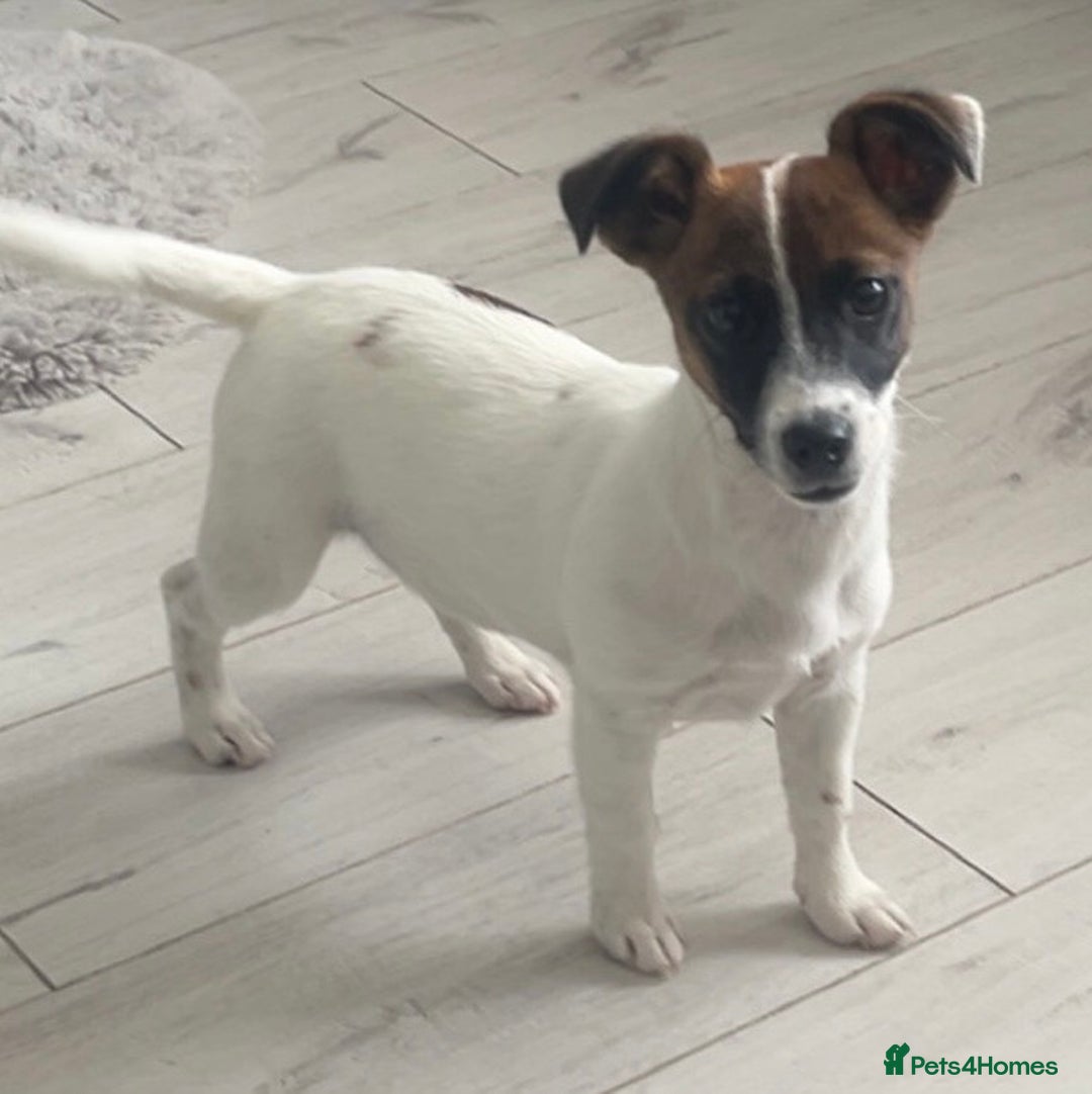 Jack Russell dogs for sale: Jack russel girl - Image 1