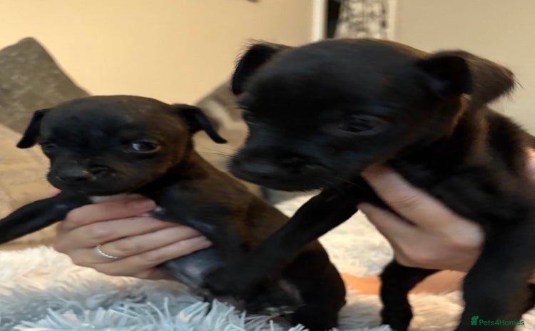 Patterdale Terrier dogs - Advert 1