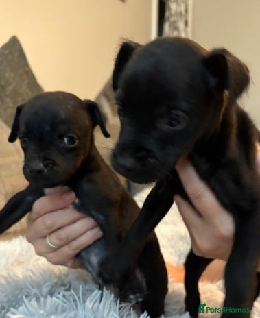 Patterdale Terrier dogs - Advert 1