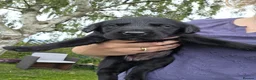 Labrador Retriever dogs for sale: Black and yellow labrador puppies - Advert 3