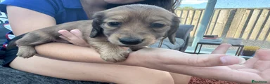 Miniature Dachshund 5