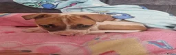 Staffordshire Bull Terrier dogs for sale: Staffy pup - Advert 6