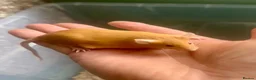Mouse rodents for sale: Pet Fancy Mice - Advert 4