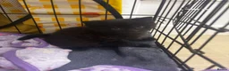 Domestic Shorthair cats for sale: Ready to leave, 1 boy, very socialised - Advert 4