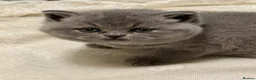 British Shorthair cats for sale: Beautiful British Shorthair kittens to reserve - Advert 28
