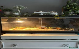 King Snake reptiles for sale: Female king snake with vivarium  - Image 3