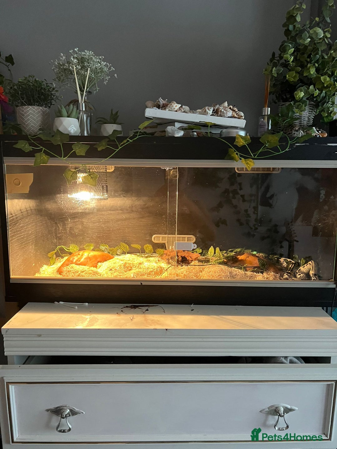 King Snake reptiles for sale: Female king snake with vivarium  - Image 3