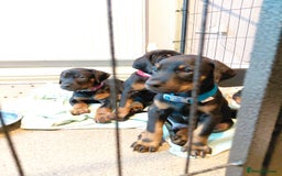 Dobermann dogs for sale: Doberman puppies looking for their forever home - Advert 7
