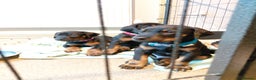 Dobermann dogs for sale: Doberman puppies looking for their forever home - Advert 7