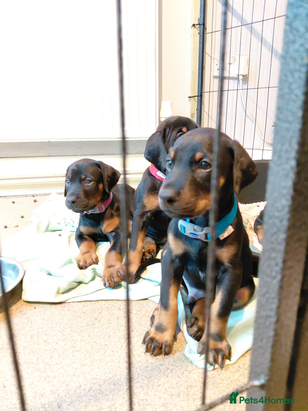 Dobermann dogs for sale: Doberman puppies looking for their forever home - Advert 7