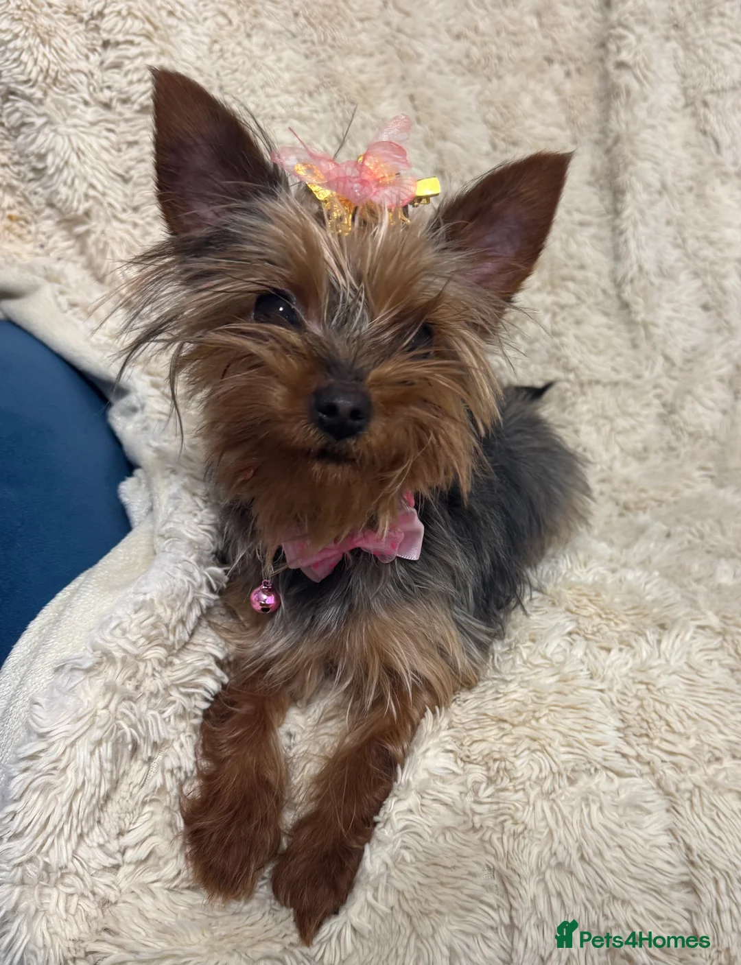 Yorkshire Terrier dogs for sale: Meet Nina -Quiet and Sweet Yorkie 💕 - Advert 1