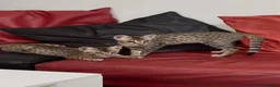 Savannah cats for sale: 2 and 3 months old. Tica Regist. Savannahs - Advert 15