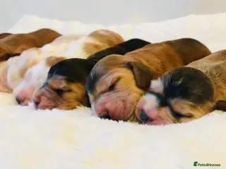 Cocker Spaniel dogs KC Reg,Health Tested, Show Cocker Spaniel Puppies - Advert 1